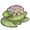 Waterlily