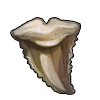 Shark Tooth