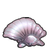 Polished Shell